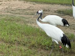 -盐城丹顶鹤湿地生态旅游区