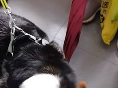 -芭比堂动物医院·心脏科·老年急重症·夜诊·吉雅分院