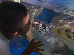 -烟台海昌鲸鲨海洋公园