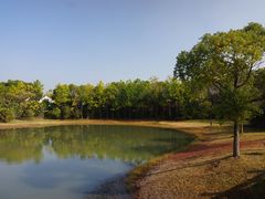 -上海海湾国家森林公园