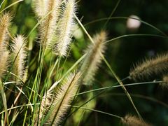 -西湖风景区-江洋畈生态公园