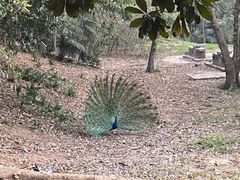 -合肥野生动物园