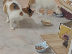 -瑞派动物医院·猫专科·至诚(江南中分院)