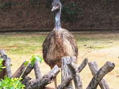 -深圳野生动物园