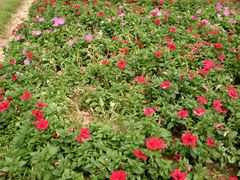 -松山湖梦幻百花洲