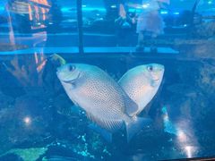 -乐从天佑城海洋馆