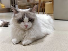 -藏猫猫咖啡主题馆(中央大道店)