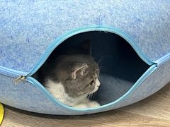 -柴迷FANS CLUB·柴犬狗咖·猫咖