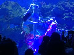 -芜湖新华联大白鲸海洋公园