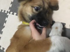 -PETKIT小佩宠物(昭化店)