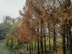 -贡湖湾湿地公园