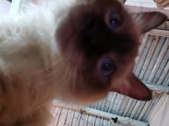 -喵屿·大理花园猫咖