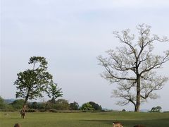 -奈良公园