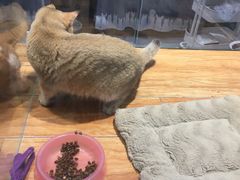 -狗道宠物(常熟印象城店)