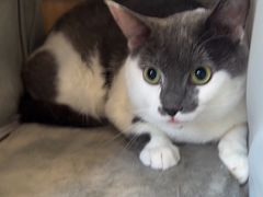 -瑞鹏宠物医院·骨科·猫科·内科(第一中心)