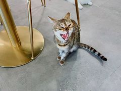 -飞行喵MR PILOT|猫舍·猫咖(静安大融城店)