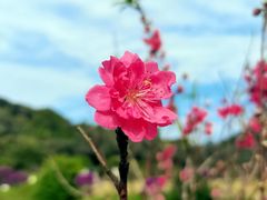 -南国桃园旅游度假区