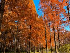 -黄海国家森林公园