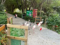 -广州长隆飞鸟乐园