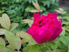 -莲花池公园