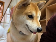 -是阿柴呀！柴犬咖啡·爱喵喵猫咖