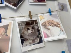 -瑞派康怡24h宠物医院·犬猫医疗中心·微创绝育(瑞景分院)