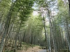 -广州市石门国家森林公园