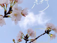 -顾村公园