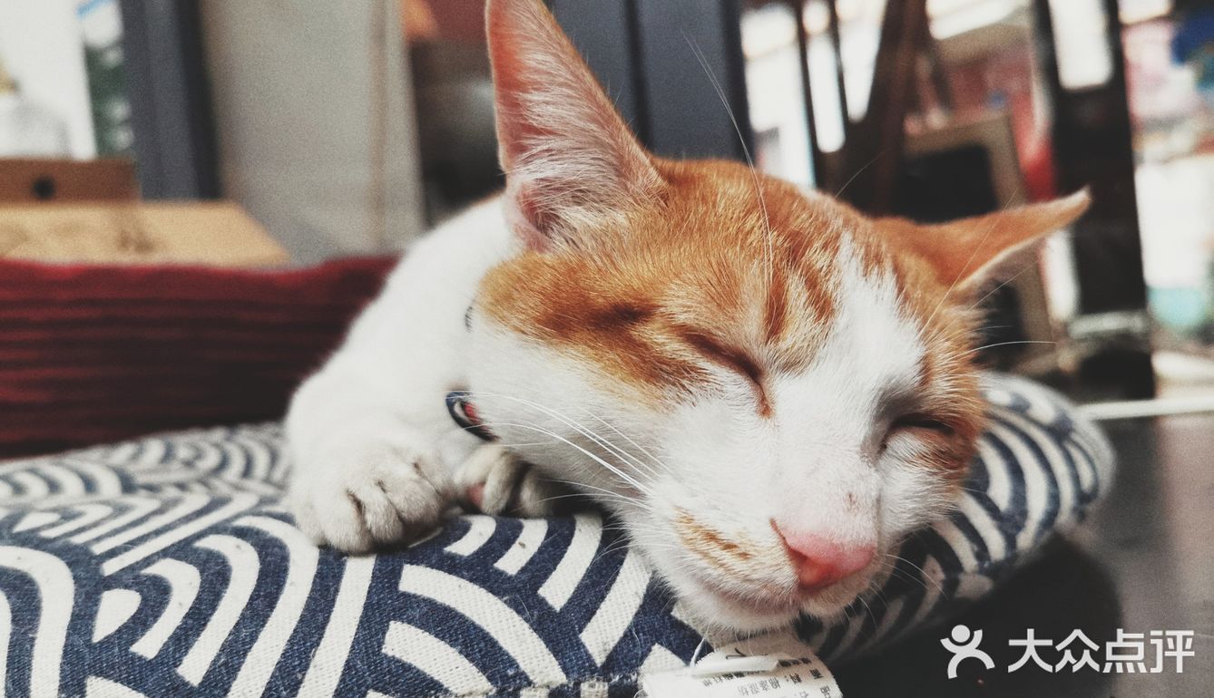 喜欢猫的小伙伴可以私信我领养哦