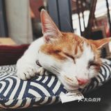 喜欢猫的小伙伴可以私信我领养哦