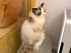 -柴源莊·柴小宠柴犬咖啡