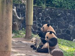 -都江堰中华大熊猫苑