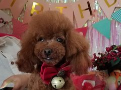 -超宠爱宠物摄影-Super pet