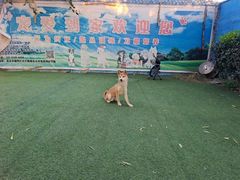 -宠物寄养训练学校