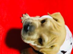 -中环花鸟鱼虫市场