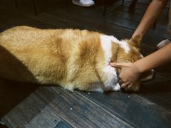 -肥朵食堂(带梦胡同店)