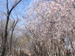 -桃花堤公园