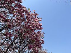 -洛阳市隋唐城遗址植物园