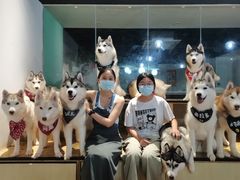 -Husky Go! 哈士奇体验馆·宠物咖啡厅狗咖