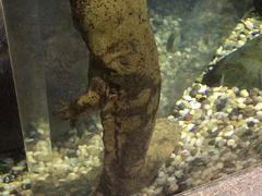 -上海海洋水族馆