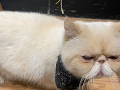 -猫色咖啡·猫咖
