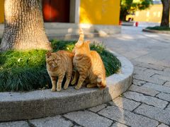 -西园戒幢律寺