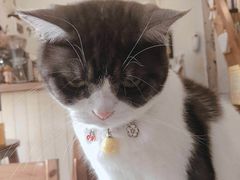 -海边的猫和咖啡馆