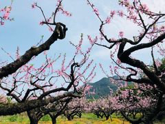 景点-新建村梅花