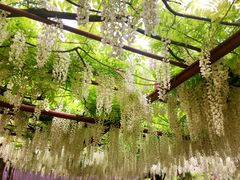 -嘉定紫藤园