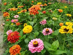 -上海长兴岛郊野公园