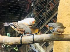 -迪拜水族馆及水下动物园