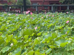 -四川大学(望江校区)