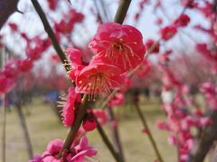 -蜀冈西峰生态公园