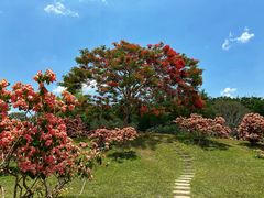 -中国科学院西双版纳热带植物园